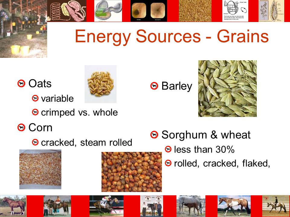 Energy Sources - Grains