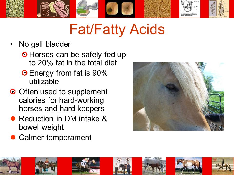 Fat/Fatty Acids No gall bladder