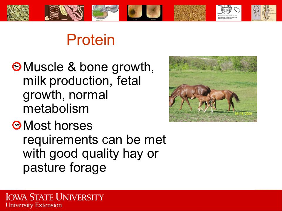 Protein Muscle & bone growth, milk production, fetal growth, normal metabolism.