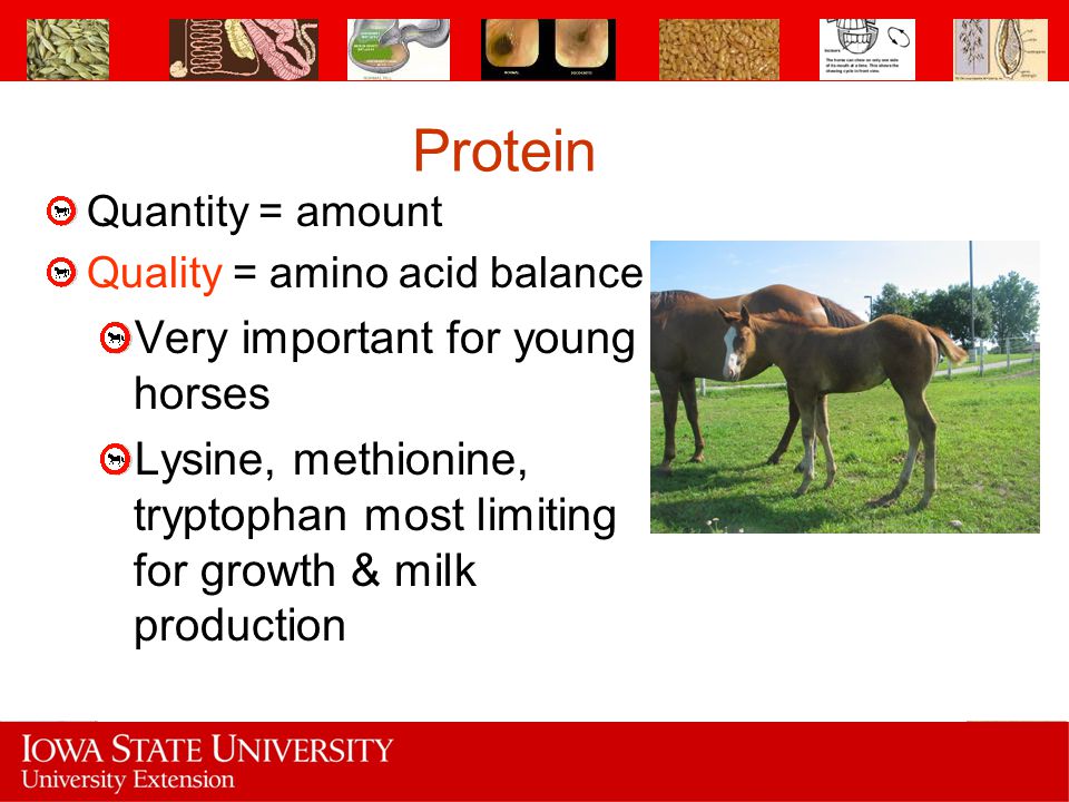 Protein Very important for young horses