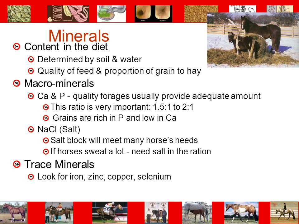 Minerals Trace Minerals Content in the diet Macro-minerals