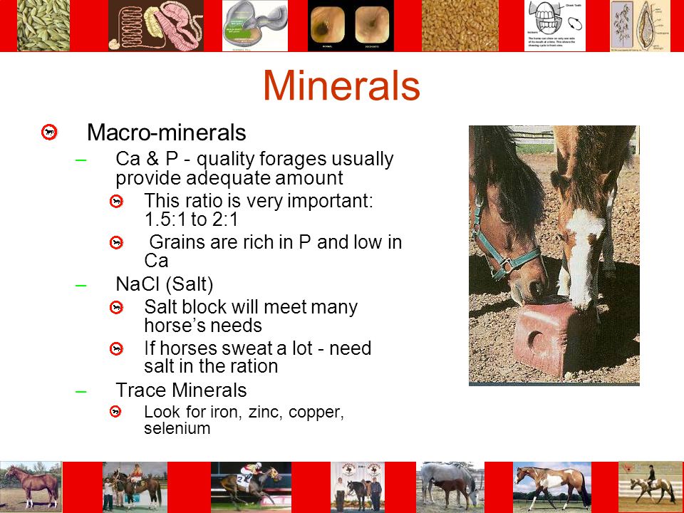 Minerals Macro-minerals