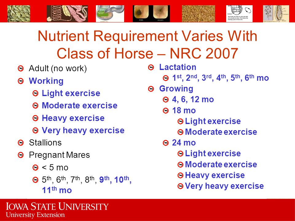 Nutrient Requirement Varies With Class of Horse – NRC 2007
