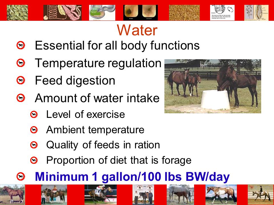 Water Essential for all body functions Temperature regulation