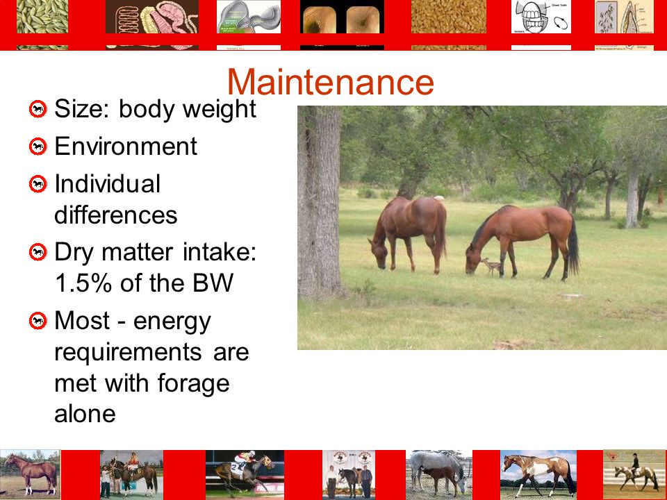 Maintenance Size: body weight Environment Individual differences
