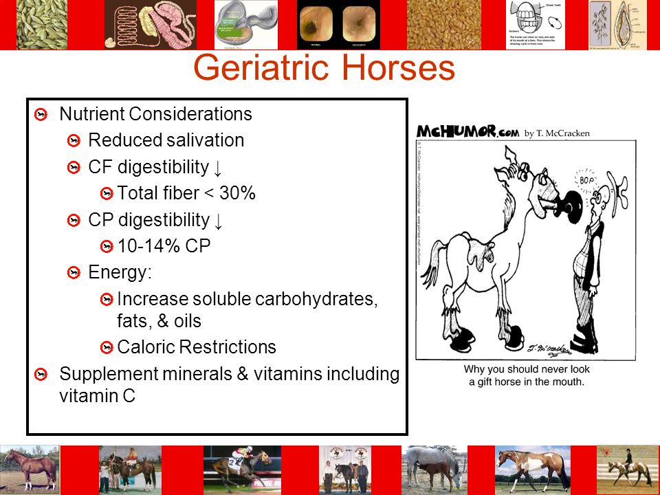Geriatric Horses Nutrient Considerations Reduced salivation