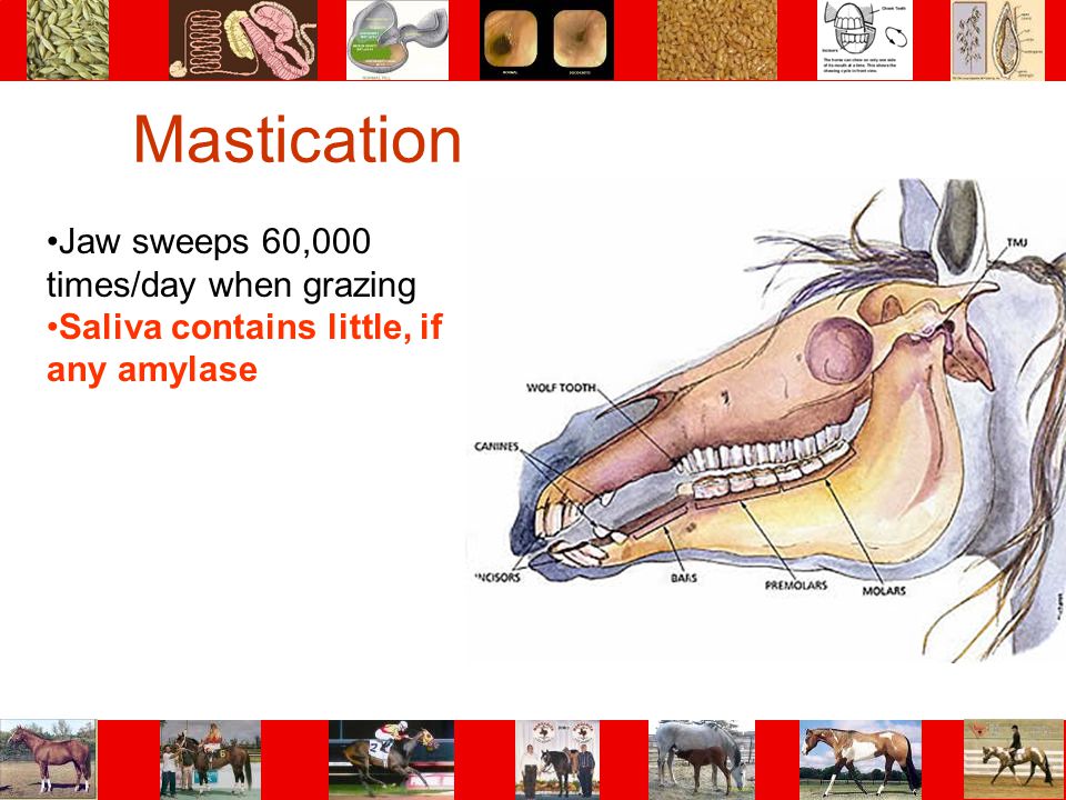 Mastication Jaw sweeps 60,000 times/day when grazing