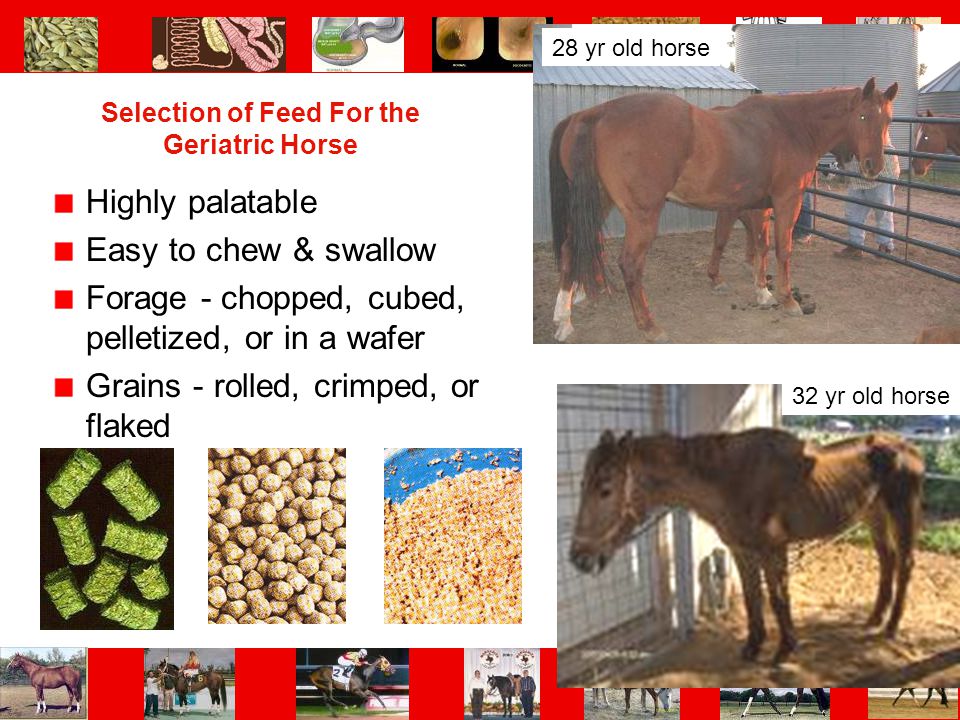 Selection of Feed For the Geriatric Horse
