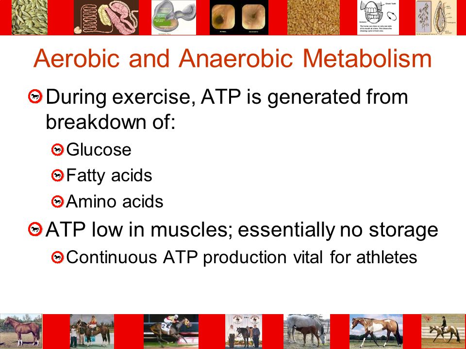 Aerobic and Anaerobic Metabolism