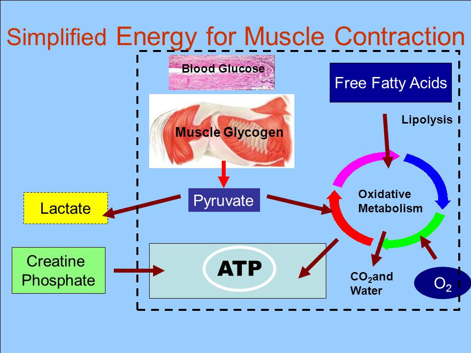 Simplified Energy for Muscle Contraction