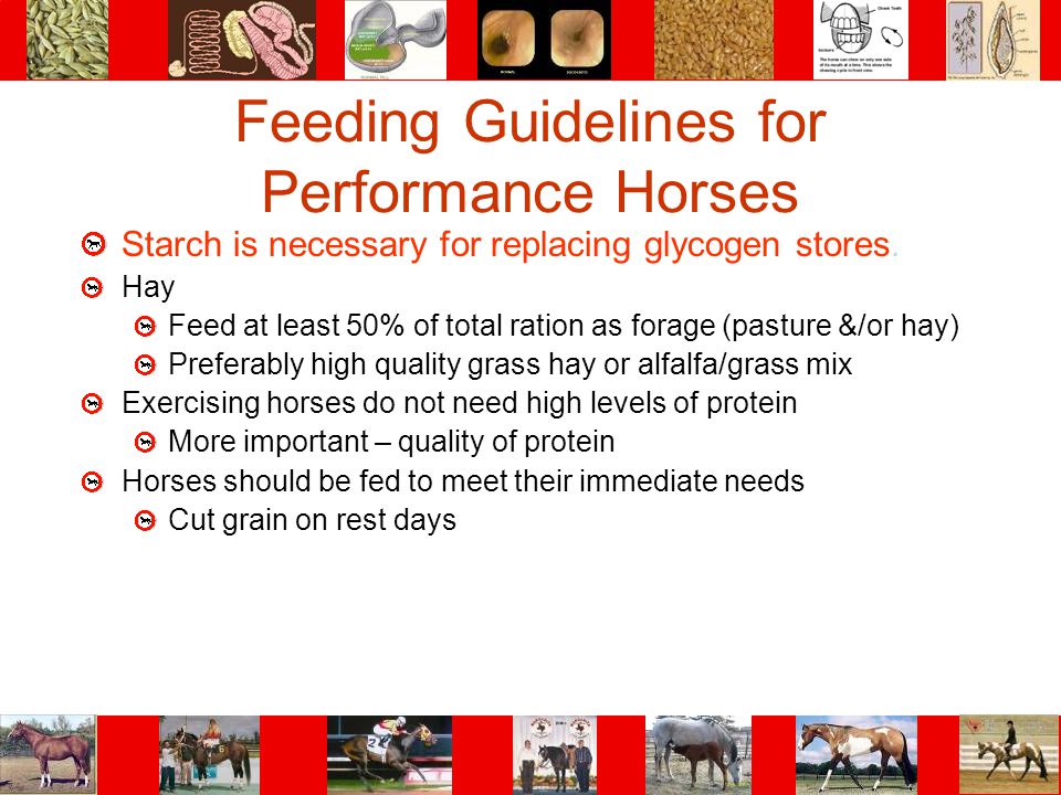 Feeding Guidelines for Performance Horses
