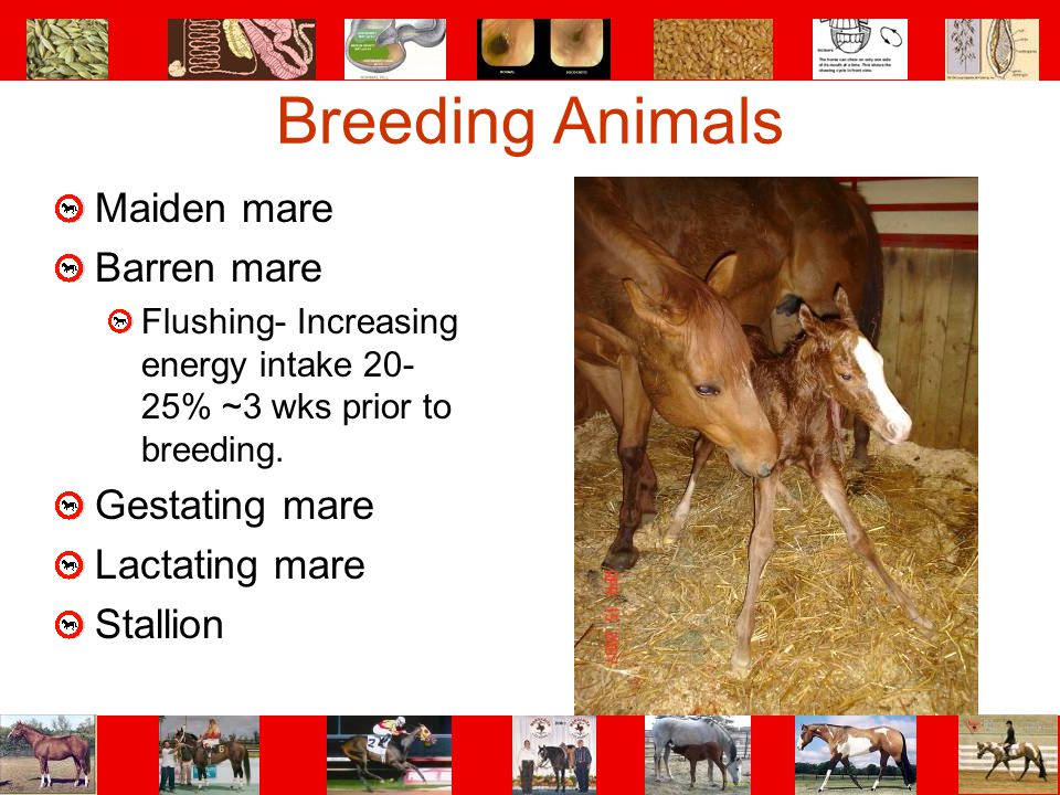 Breeding Animals Maiden mare Barren mare Gestating mare Lactating mare