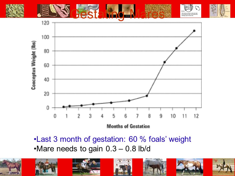 Gestating Mares Last 3 month of gestation: 60 % foals’ weight