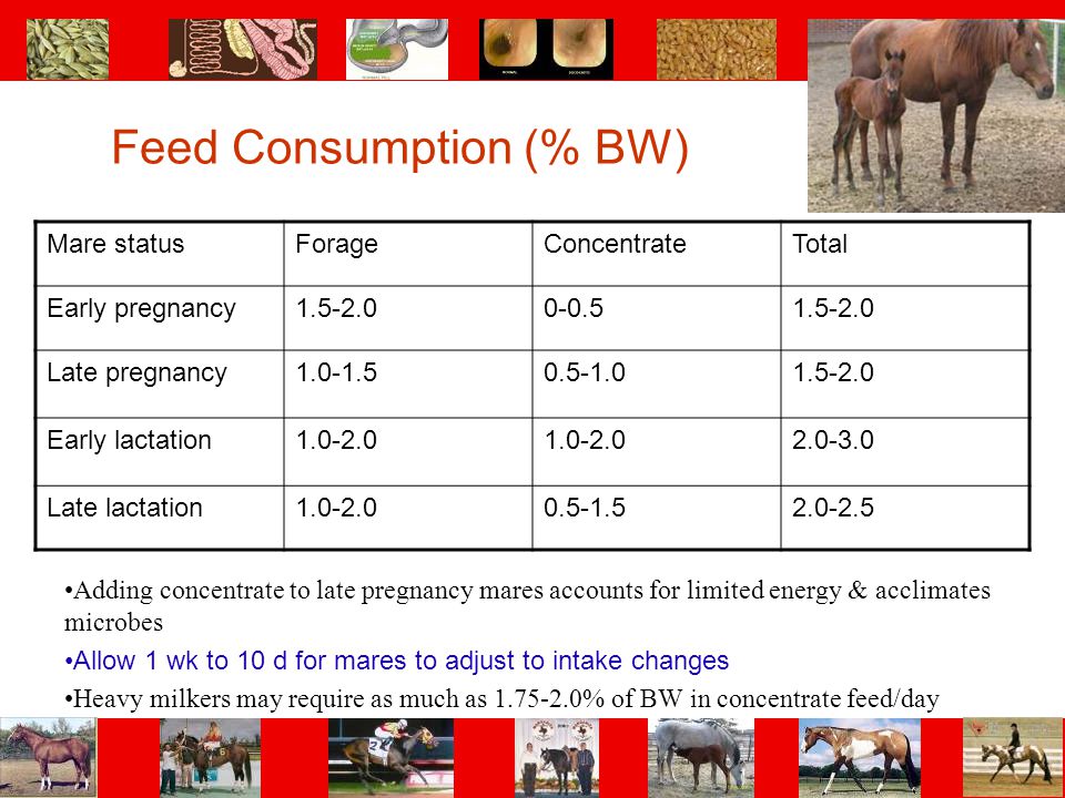 Feed Consumption (% BW)