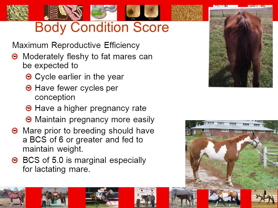 Body Condition Score Maximum Reproductive Efficiency
