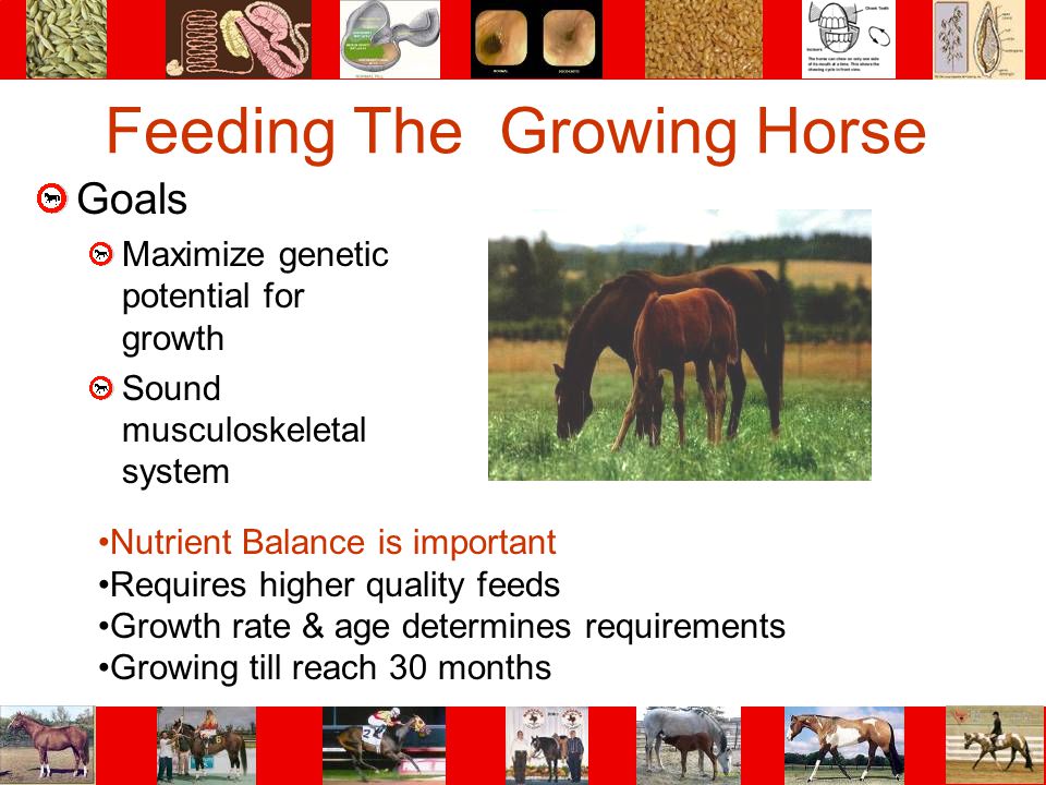 Feeding The Growing Horse