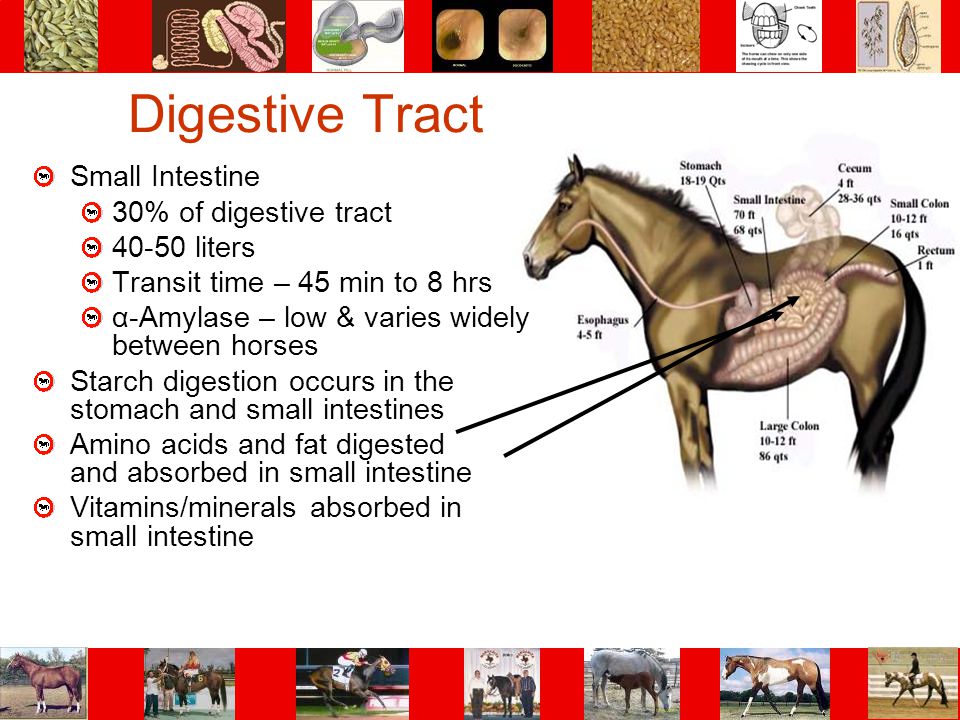Digestive Tract Small Intestine 30% of digestive tract liters