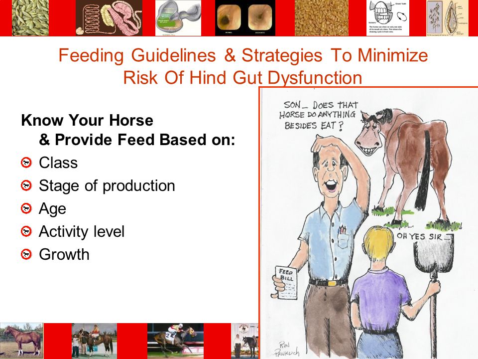 Feeding Guidelines & Strategies To Minimize Risk Of Hind Gut Dysfunction
