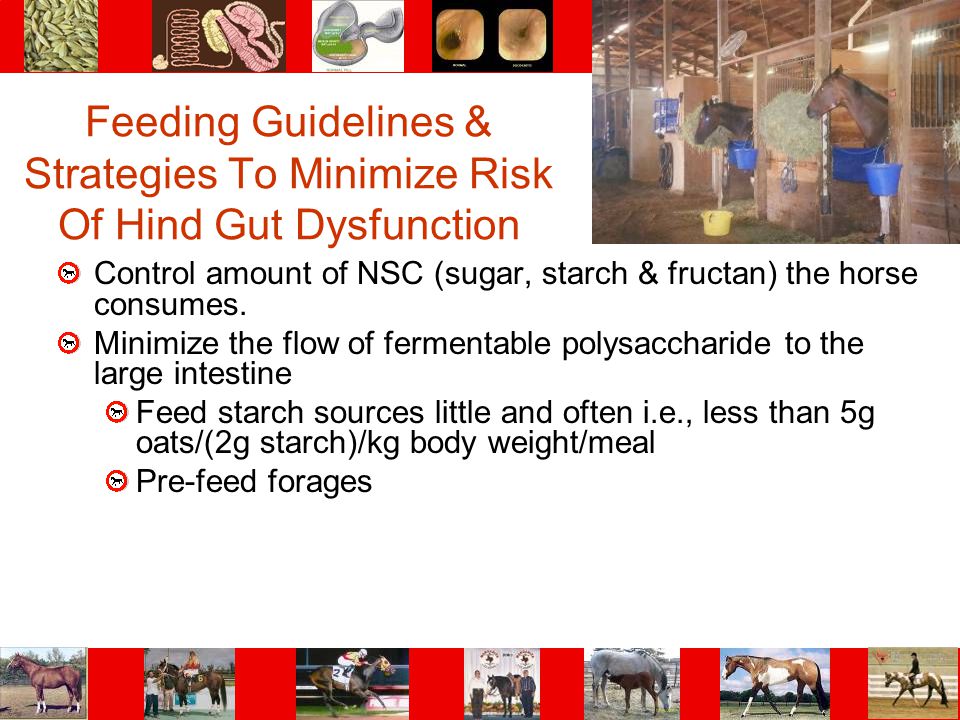 Feeding Guidelines & Strategies To Minimize Risk Of Hind Gut Dysfunction