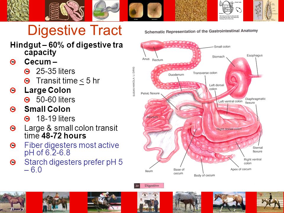 Digestive Tract Hindgut – 60% of digestive tract capacity Cecum –