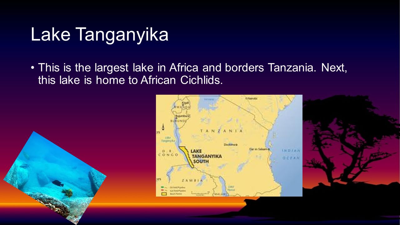 Lake Tanganyika This is the largest lake in Africa and borders Tanzania.