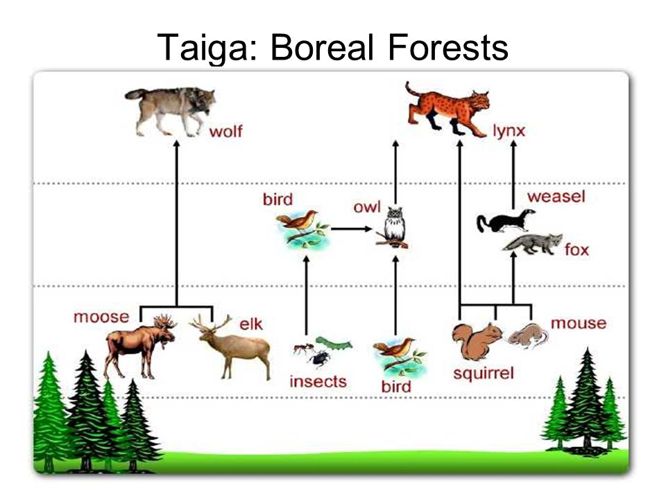 Taiga Food Web: Interconnected Relationships between Flora and Fauna