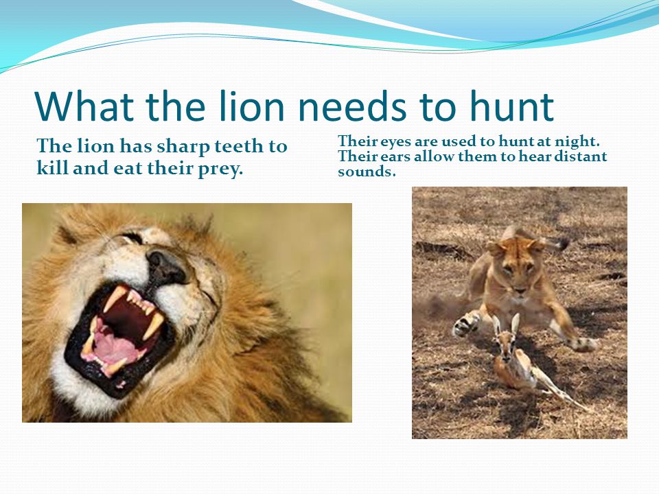 What the lion needs to hunt