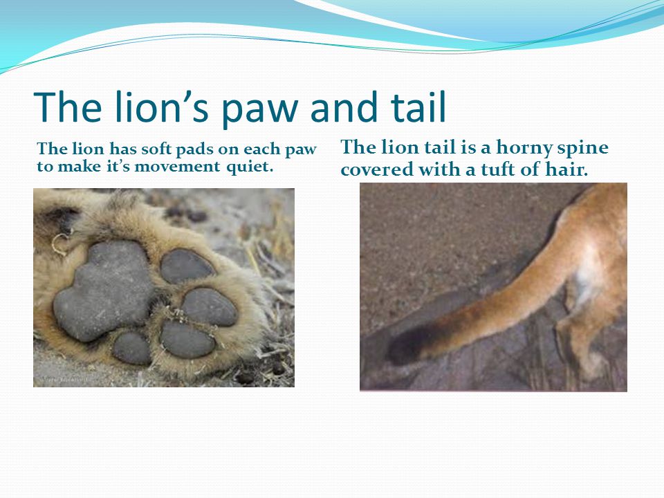 The lion’s paw and tail The lion has soft pads on each paw to make it’s movement quiet.