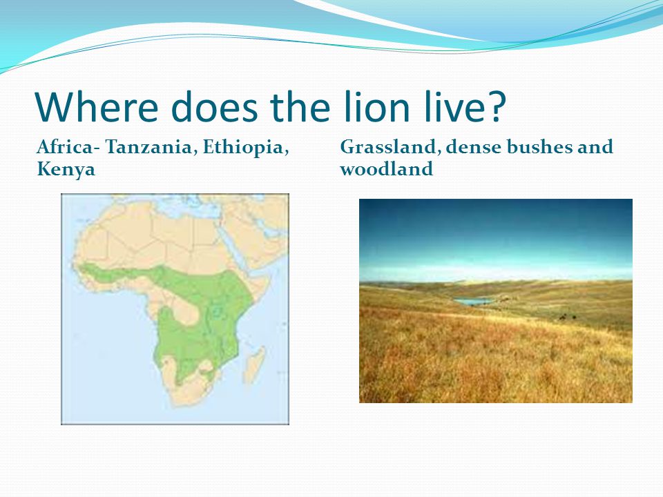 Where does the lion live