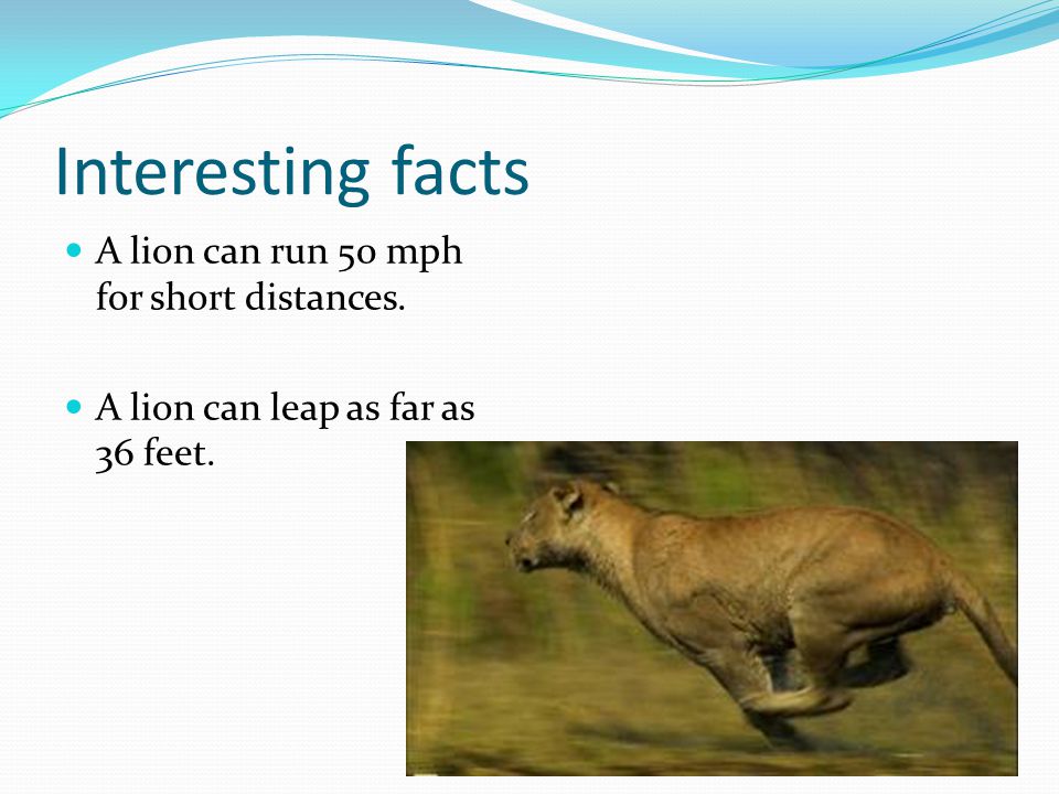 Interesting facts A lion can run 50 mph for short distances.