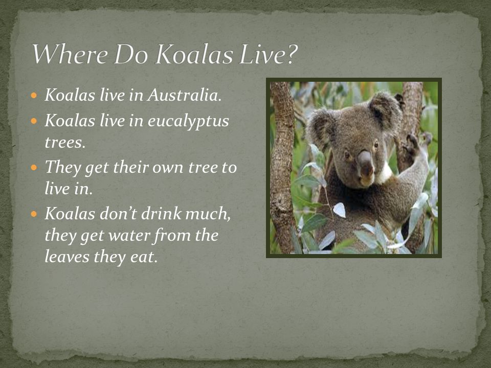 Koalas Ppt Video Online Download