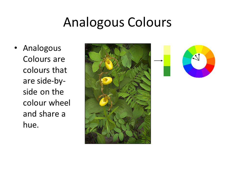 Analogous Colours Analogous Colours are colours that are side-by-side on the colour wheel and share a hue.