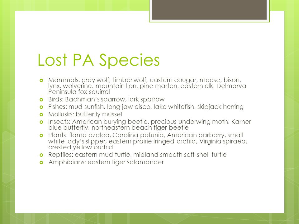 Lost PA Species