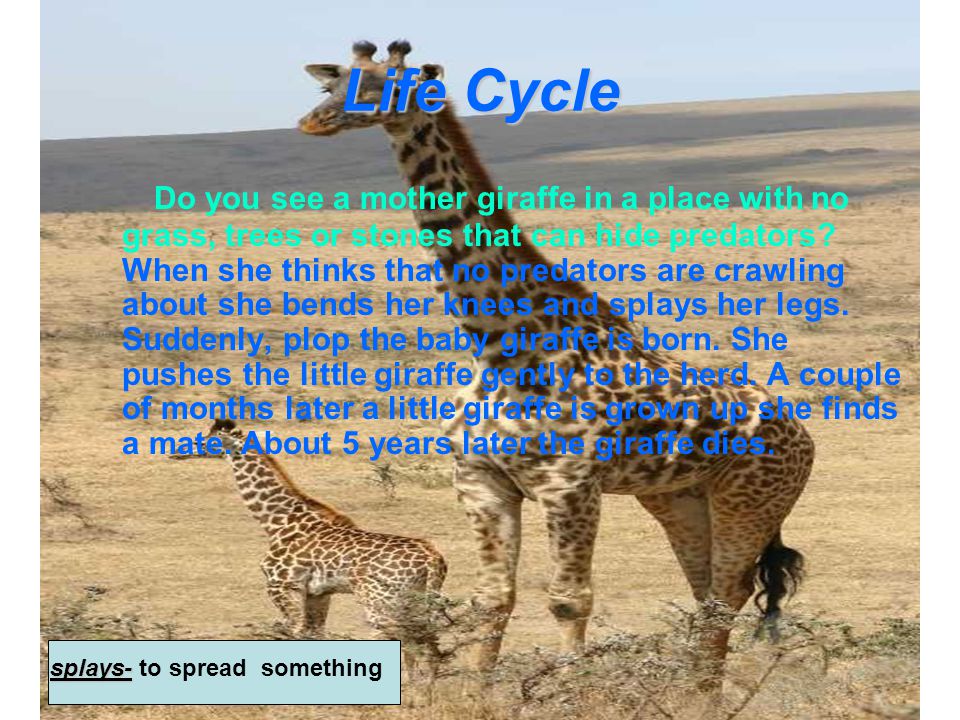 Giraffe Life Cycle Diagram - General Wiring Diagram