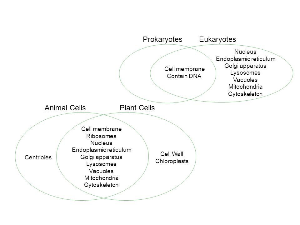 Eukaryote and prokaryote venn diagram