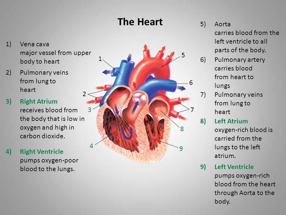 The Heart Aorta. carries blood from the left ventricle to all parts of the body. Vena cava. major vessel from upper body to heart.