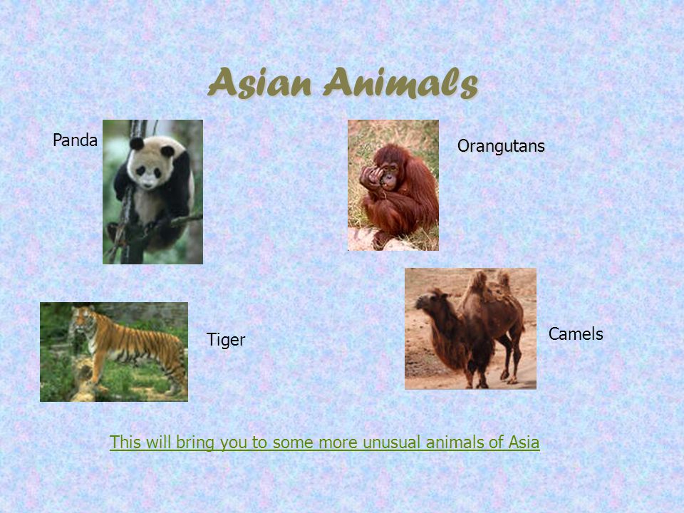 Asian Animals Panda Orangutans Camels Tiger