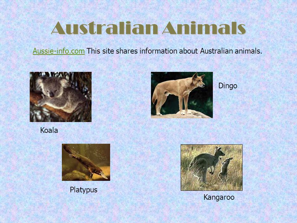 Australian Animals Aussie-info.com This site shares information about Australian animals. Dingo. Koala.