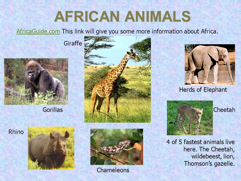 AFRICAN ANIMALS AfricaGuide.com This link will give you some more information about Africa. Giraffe.