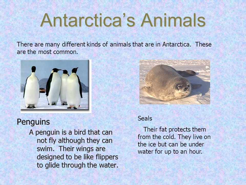 Antarctica’s Animals Penguins