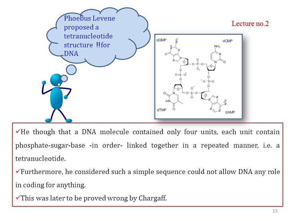 Phoebus Levene proposed a tetranucleotide structure !! for DNA