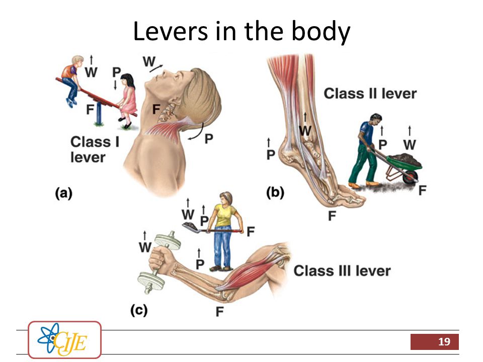 levers in your body
