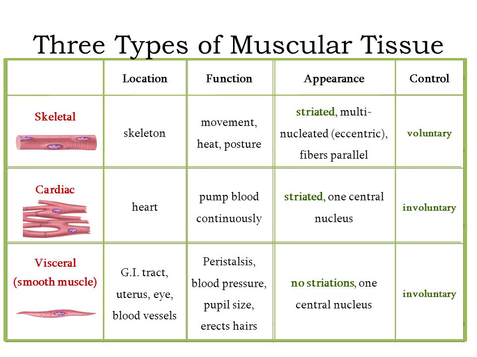 Location Of Muscle Tissue