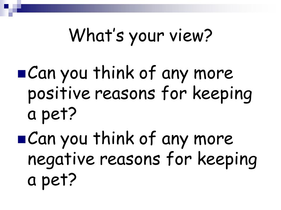 What’s your view. Can you think of any more positive reasons for keeping a pet.