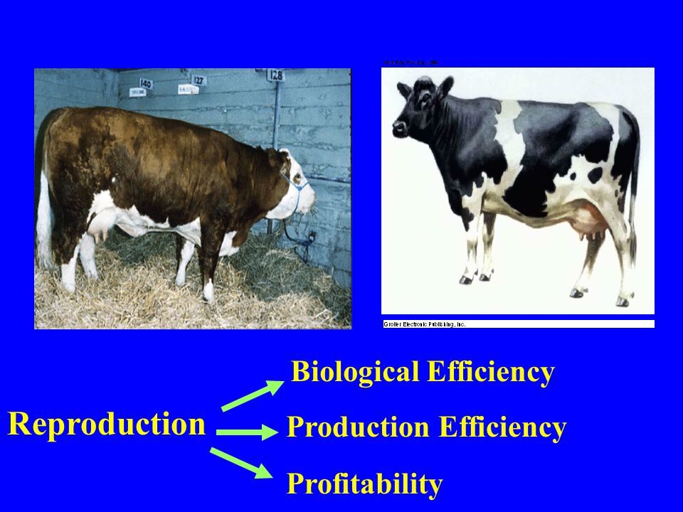 Reproductive Management of Dairy Cows with Particular Reference to Organic  Systems Michael G Diskin & Frank Kelly Animal Production Research Centre, -  ppt video online download