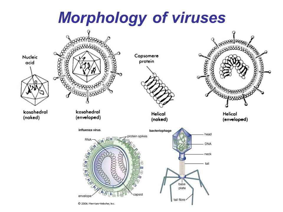 Вирусы примеры. Morphology of viruses. Classification of viruses. Семейство Anelloviridae.