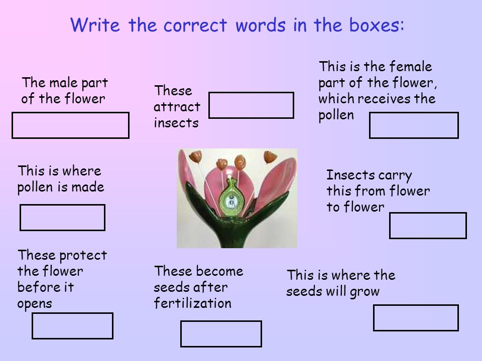 Write the correct words in the boxes: