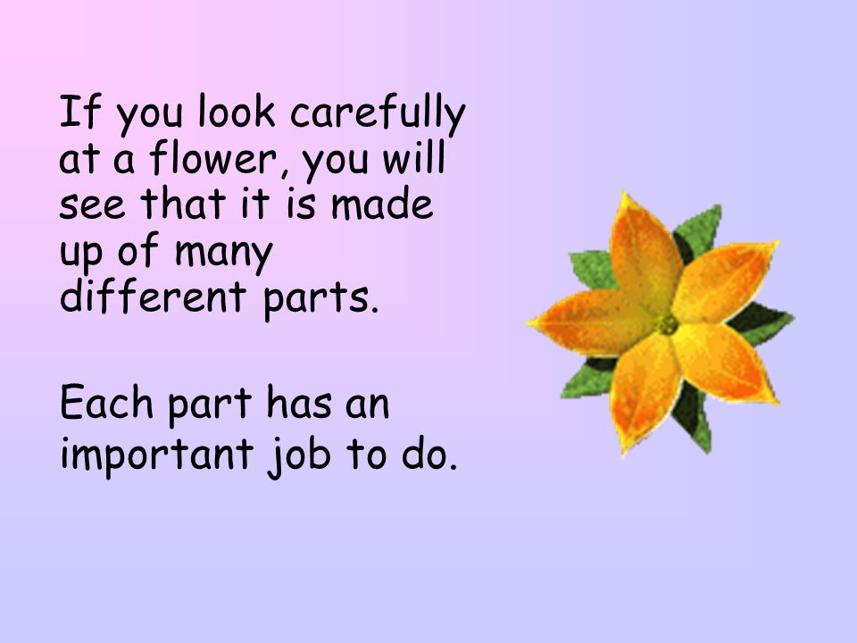 If you look carefully at a flower, you will see that it is made up of many different parts.