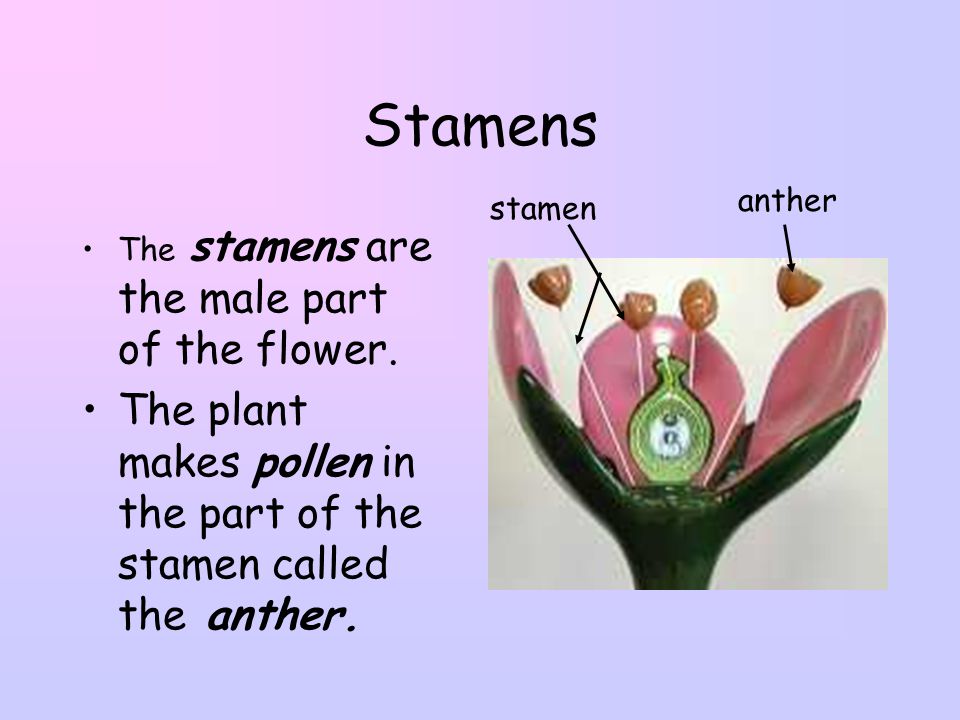 Stamens anther. stamen. The stamens are the male part of the flower.