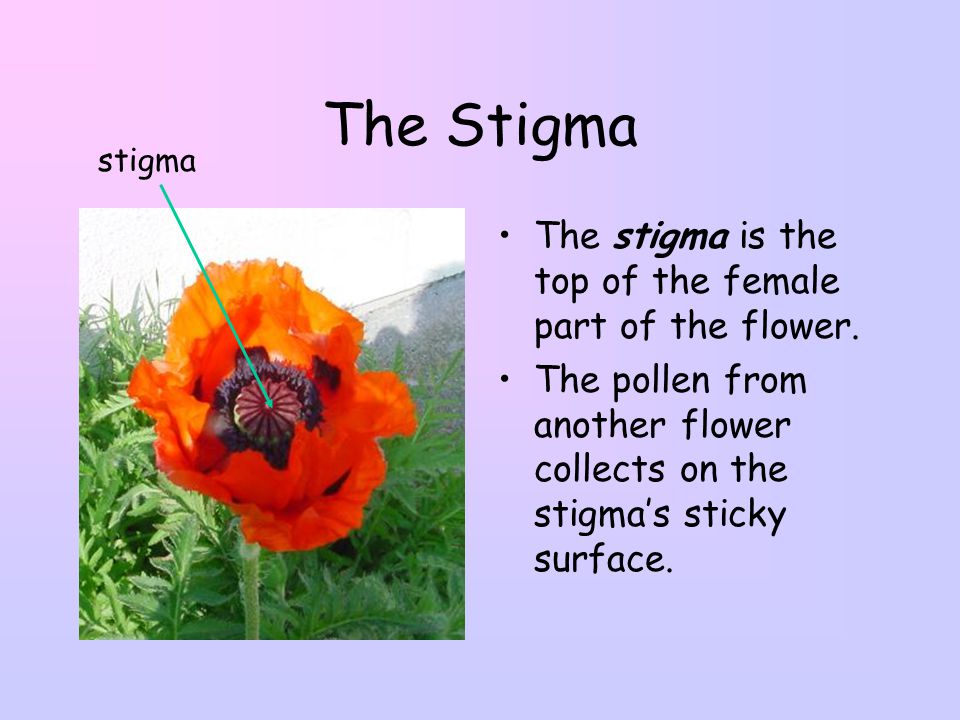 The Stigma The stigma is the top of the female part of the flower.